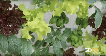 How does your garden grow? Brandon Menchaca takes ‘growing green’ to a higher level